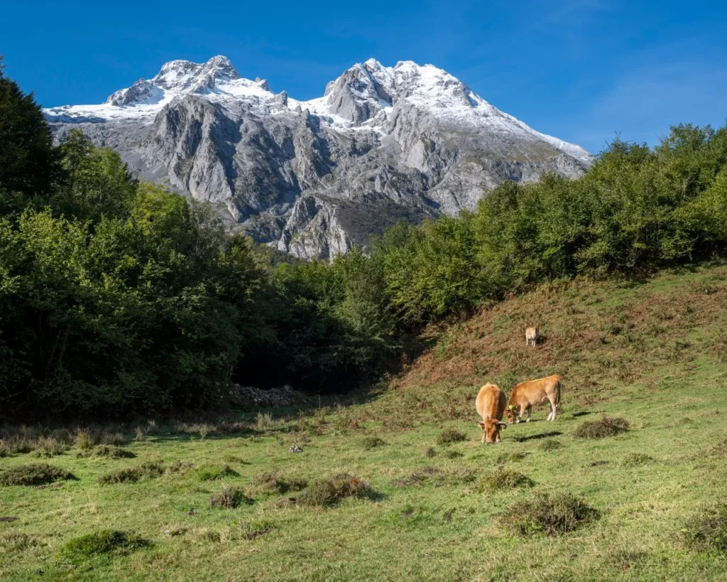 Vacas pastando en un prado al pie de un macizo nevado de los Picos de Europa